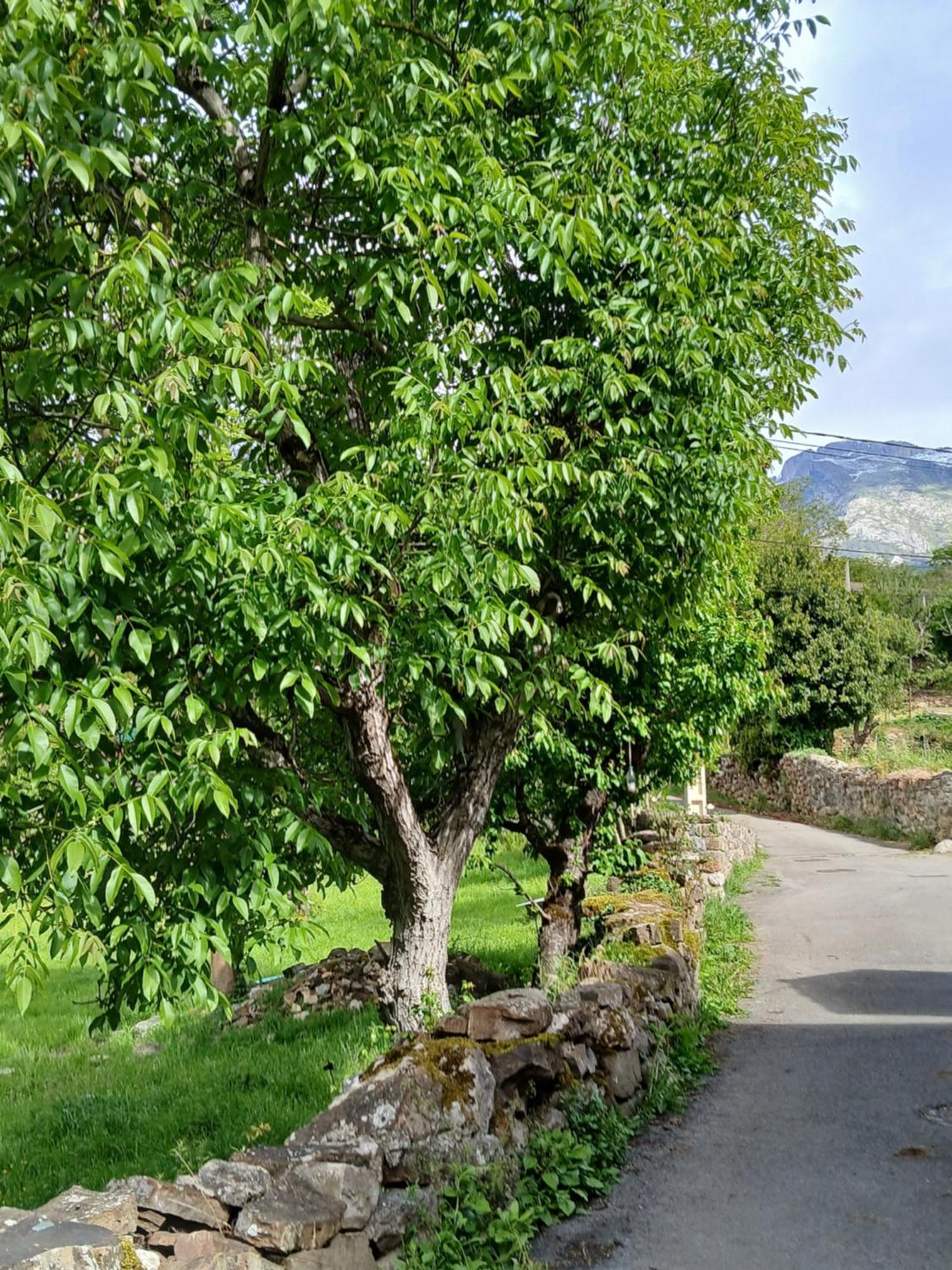 Picos De Europa Suites And Rooms Turieno Kültér fotó